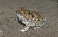 : Pleurodema guayapae