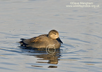 : Anas strepera; Gadwall