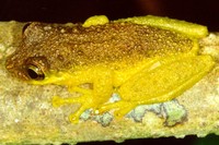 : Scinax rizibilis