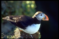 : Fratercula arctica; Atlantic Puffin