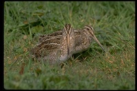 : Gallinago paraguaiae; South American Snipe