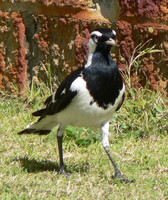 : Grallina cyanoleuca; Magpielark, Mudlark