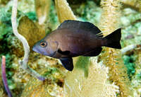 : Hypoplectrus unicolor; Black Hamlet