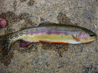 : Oncorhyncus aguabonita; Golden Trout