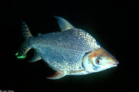 : Semaprochilodus ingignus; Flagtail Characin