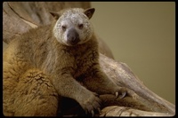 : Dendrolagus sp.; Tree Kangaroo