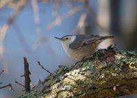 : Sitta carolinensis; White-breasted Nuthatch