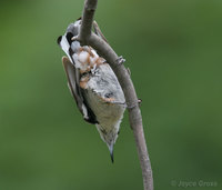 : Sitta carolinensis; White-breasted Nuthatch