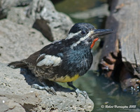 : Sphyrapicus thyroideus; Williamson's Sapsucker