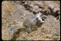 : Spermophilus beecheyi; California Ground Squirrel