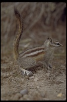 : Tamias minimus; Least Chipmunk