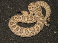 : Crotalus viridis nuntius; Hopi Rattlesnake