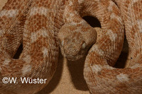 : Echis coloratus; Burton's Carpet Viper