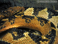 : Lachesis muta; Bushmaster