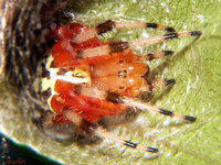 : Araneus marmoreus; Marbled Orbweaver Spider