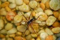 : Dolomedes triton; Six-spotted Fishing Spider