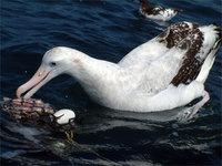 Wandering Albatross