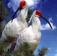 Crested Ibis, Nipponia nippon