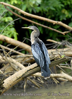 Photo of anhinga americká Anhinga anhinga Aninga