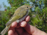 Eastern Bonelli's Warbler, Phylloscopus orientalis