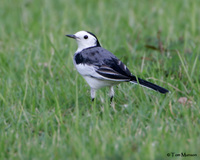 White Wagtail