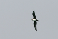 Intermediate Phase Arctic Skua