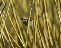 스윈호오목눈이 [penduline tit]