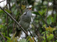 Japanese Bush-Warbler