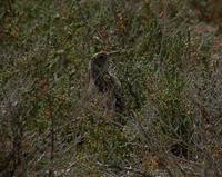 Dupont's Lark - Chersophilus duponti - Alondra Ricoti o de Dupont - Alosa Becuda - Duponts L