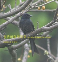 검은바람까마귀Black Drongo