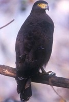 Crested Serpent Eagle - Spilornis cheela - Haryana Birds - North India -