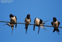 Landsvale (Hirundo rustica) Foto/billede af