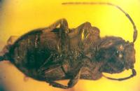 Pterolophosoma otiliae