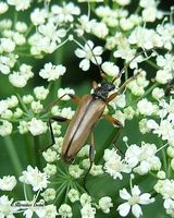Pidonia lurida var. ganglbaueri