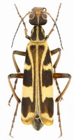 Epicauta leopardina