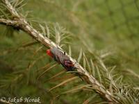 Dolerus triplicatus
