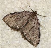 Triphosa dubitata - The Tissue