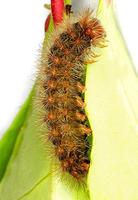 Ocneria rubea