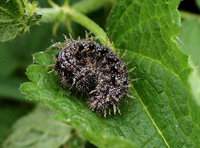 Vanessa atalanta - Red Admiral