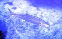 Grammatorcynus bicarinatus, Shark mackerel: fisheries, gamefish