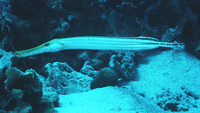 Aulostomus maculatus, Trumpetfish: fisheries, aquarium