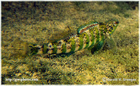 Etheostoma zonale, Banded darter: