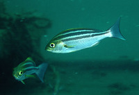 Parapristipoma trilineatum, Chicken grunt: fisheries