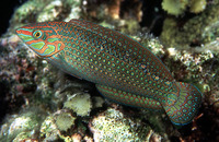 Halichoeres argus, Argus wrasse: fisheries, aquarium