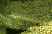 Valenciennea muralis, Mural goby: aquarium