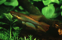 Aphyosemion bitaeniatum, Two-striped Aphyosemion: aquarium