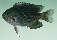 Pomacentrus indicus, Indian damsel: