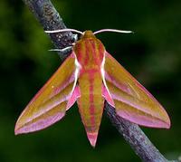 Deilephila elpenor - Elephant Hawk-moth