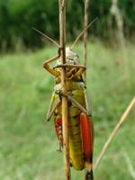 Arcyptera fusca