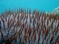 Acanthaster planci